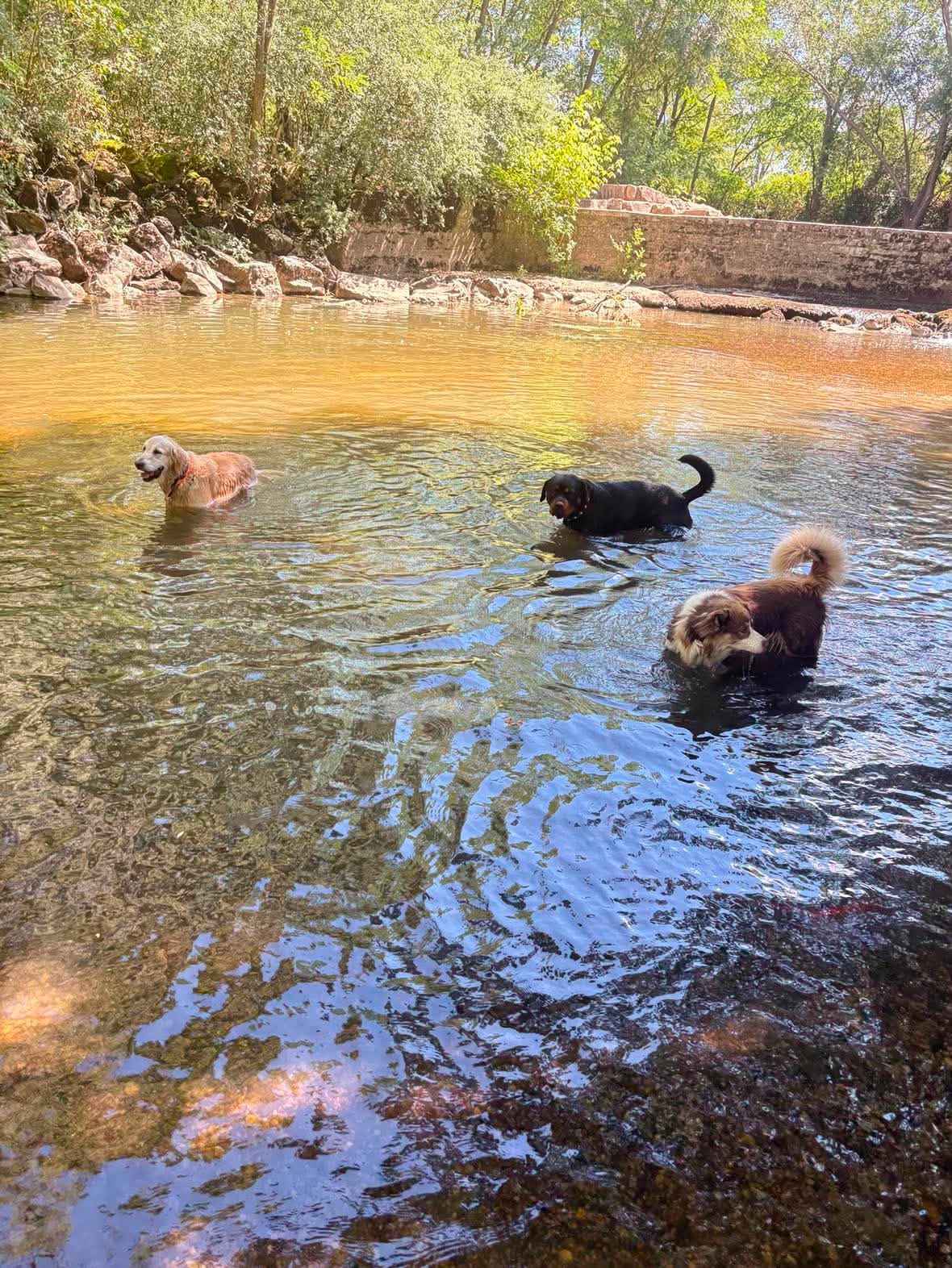 Chiens se baignant dans la rivière