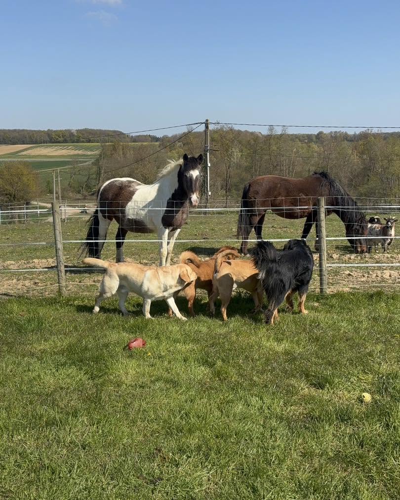 Animaux de la ferme partageant le pré