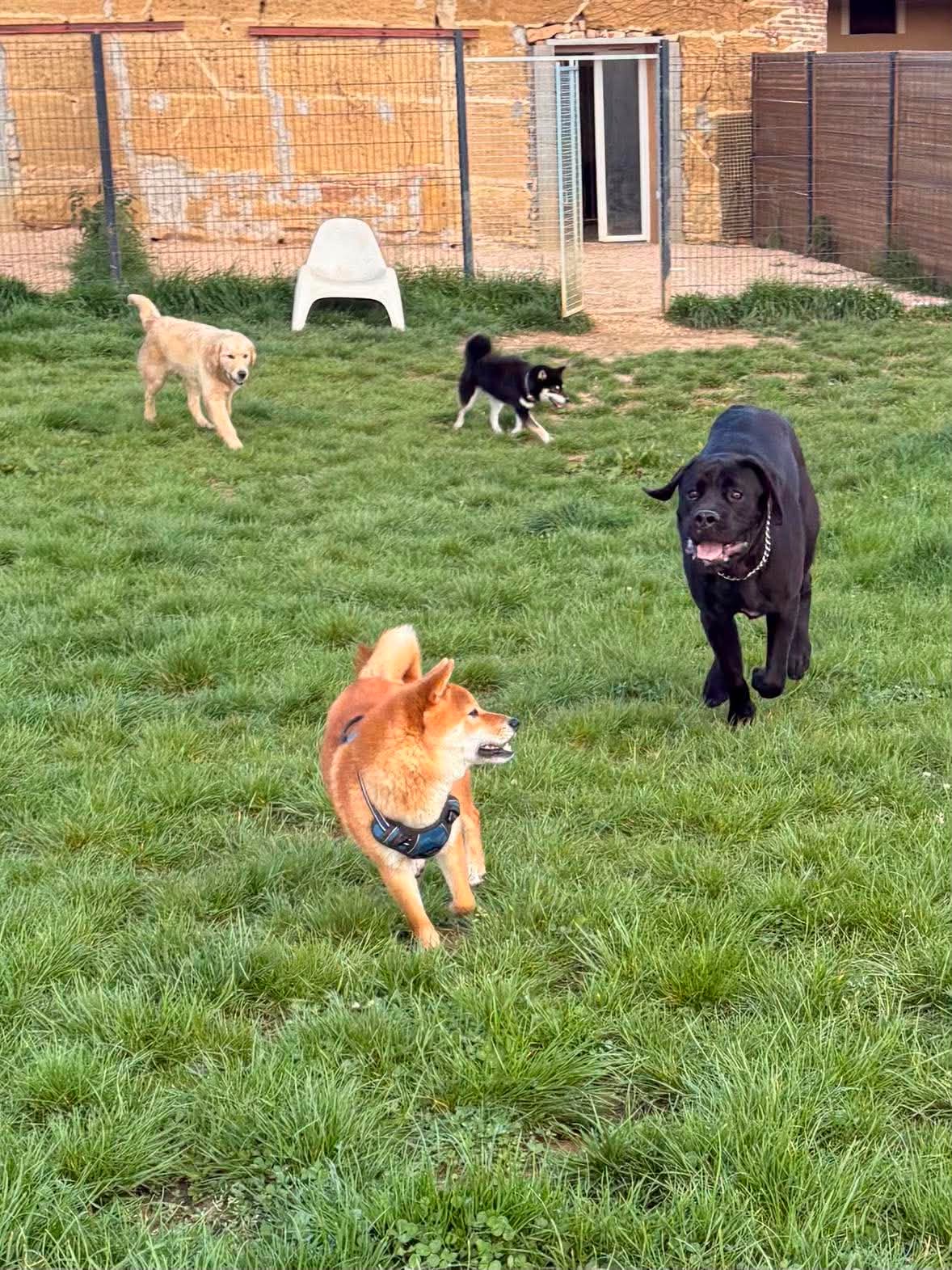 Chiens jouant ensemble dans la cour