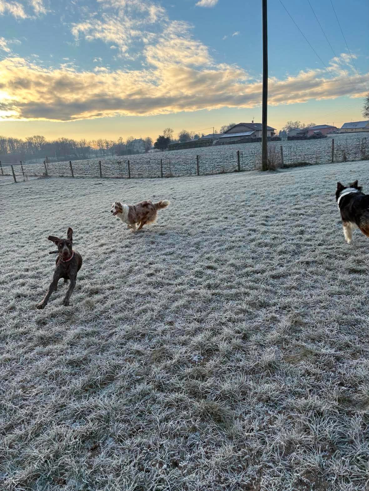 Chiens courant sur le terrain givré au petit matin